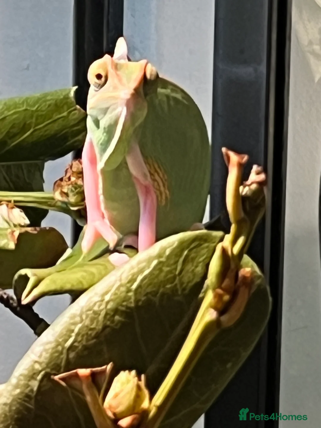 Chameleon reptiles for sale: Male veilled chameleon pied  - Advert 2