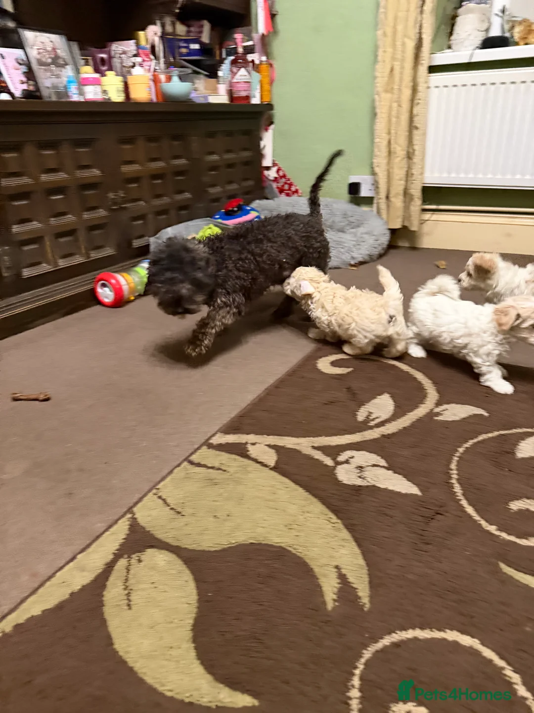 Mixed Breed dogs for sale: 🐾🐾🐾Maltipoo Puppies 🐾🐾🐾 - Advert 11