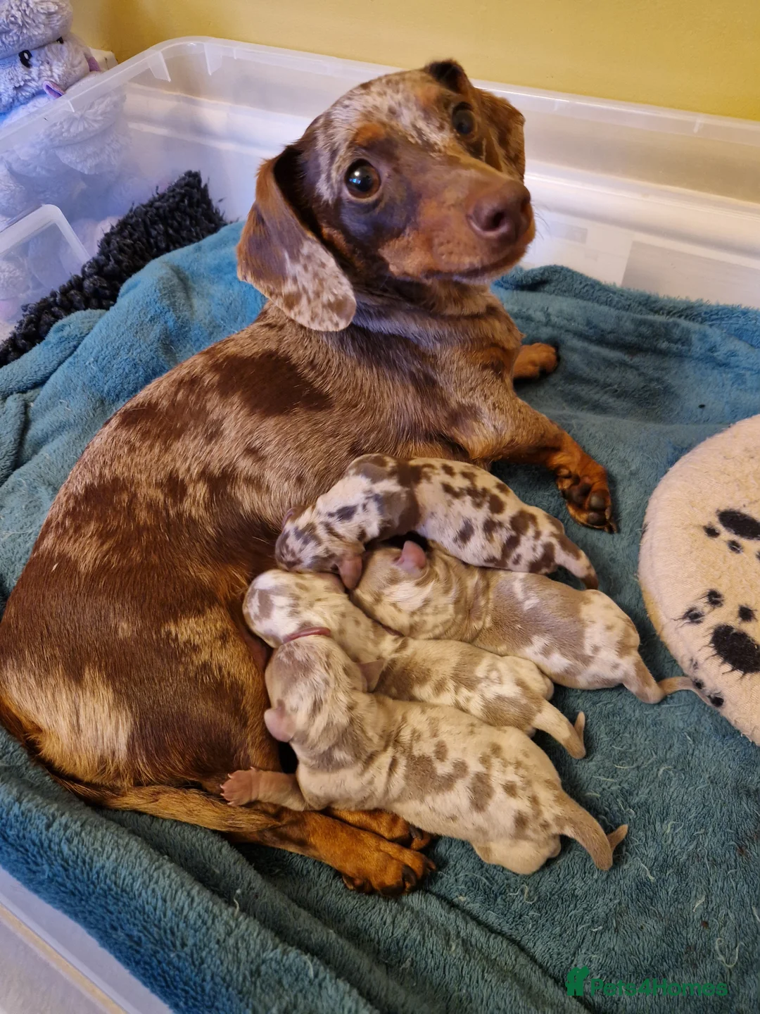 Miniature Dachshund dogs for sale: Minature dashound  in Alfreton - Advert 2