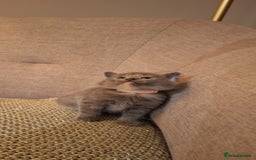 British Shorthair cats for sale: Beautiful Cream & Ginger Kittens  - Image 14