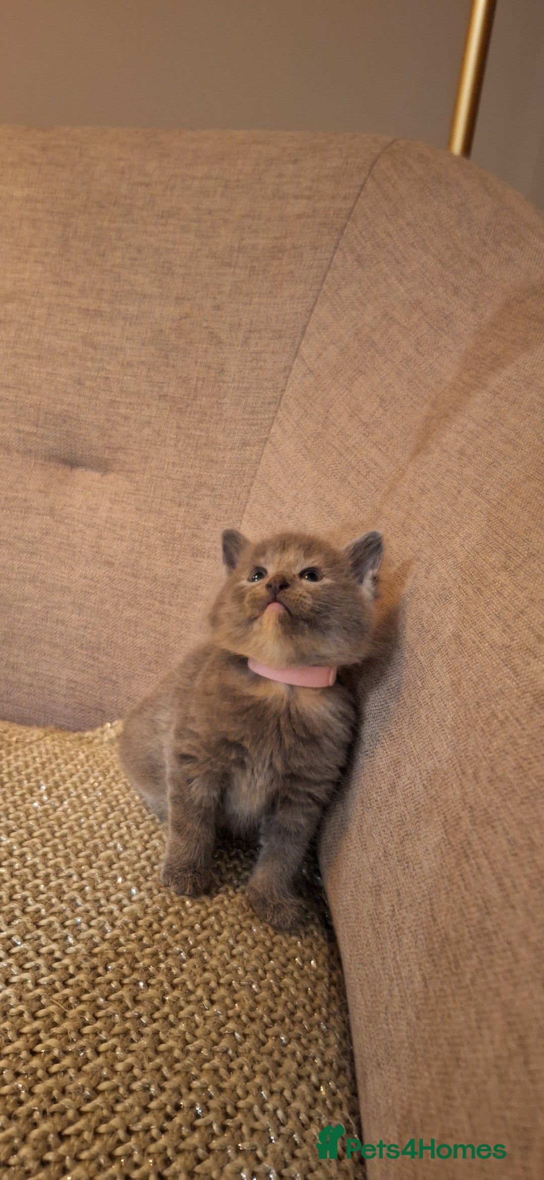 British Shorthair cats for sale: Beautiful Cream & Ginger Kittens  - Image 14