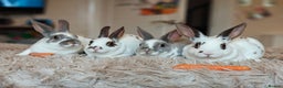 Rex rabbits for sale: Mini Rex Does - Advert 5