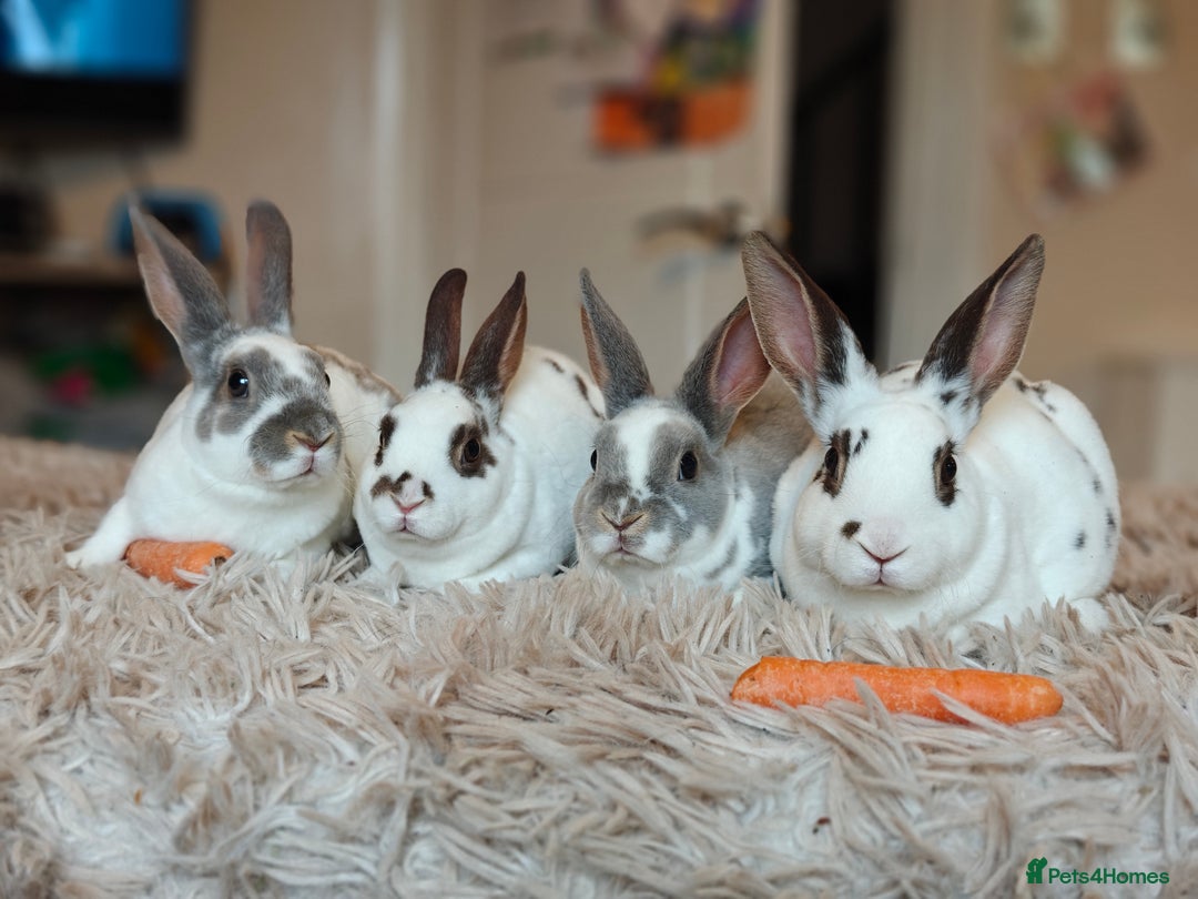 Rex rabbits for sale: Mini Rex Does - Advert 5