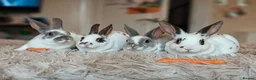 Rex rabbits for sale: Mini Rex Does - Advert 9
