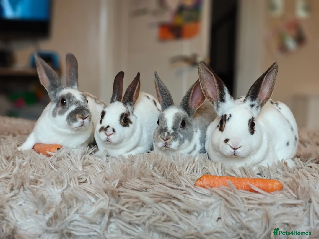Rex rabbits for sale: Mini Rex Does - Advert 9