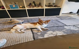 Mixed Breed dogs for sale: Hello my name is cash  - Advert 2