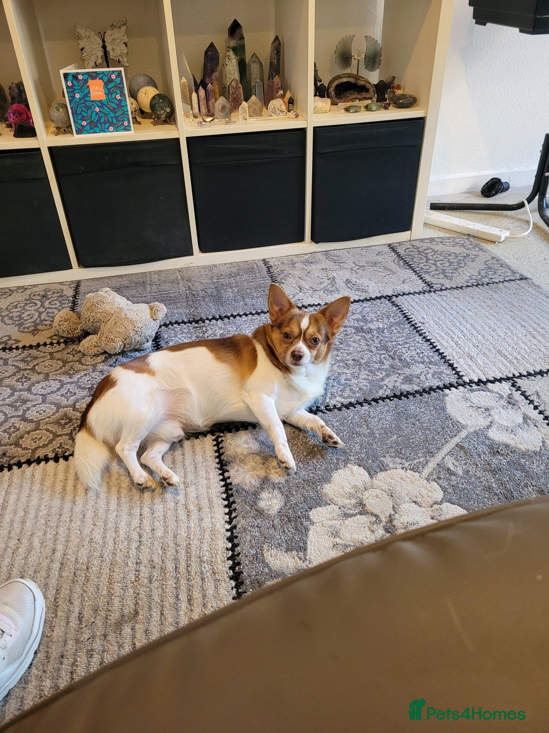 Mixed Breed dogs for sale: Hello my name is cash  - Advert 2