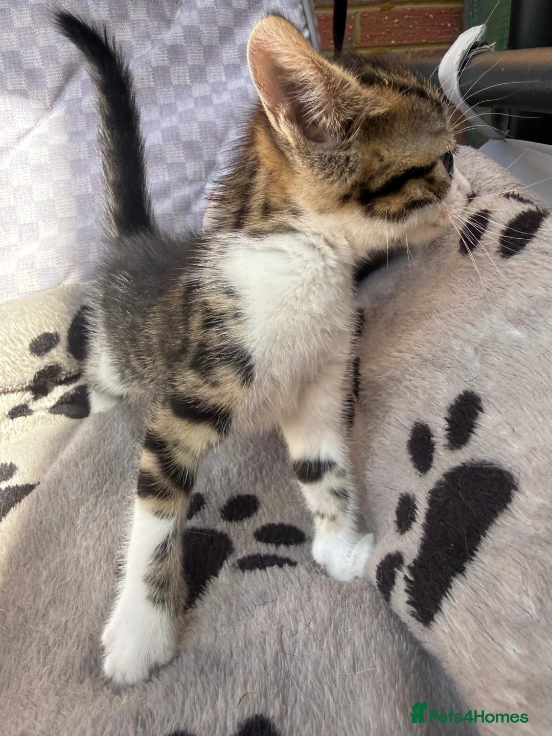Mixed Breed cats for sale: 🐾 For Sale: 3 Unique Kittens (2 Boys & 1 Girl)  in Wokingham - Advert 9
