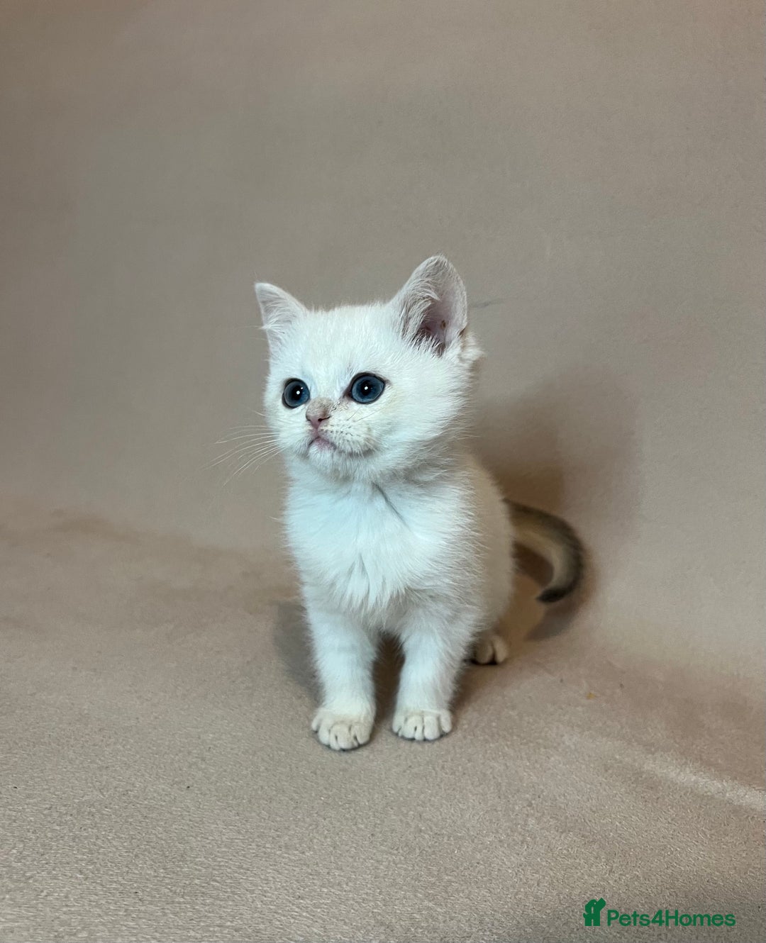 British Shorthair cats for sale: 🐾 Pure BSH Kittens 🐾  - Advert 24