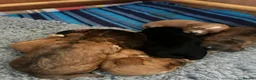 Cockapoo dogs for sale: Beautiful F1 Cockapoo Pups in Dereham - Advert 5