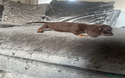 Miniature Dachshund dogs for sale: Miniature daschund puppies  - Image 12