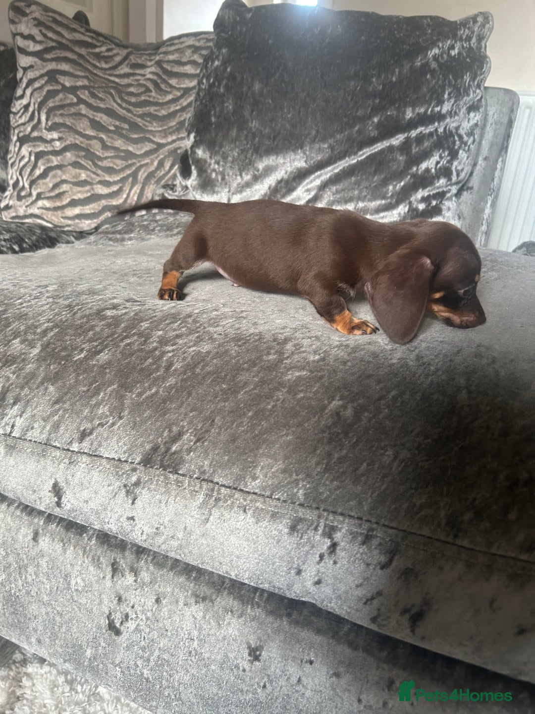 Miniature Dachshund dogs for sale: Miniature daschund puppies  - Image 12