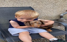 Miniature Dachshund dogs for sale: 7 month old female miniature daschund - Image 3