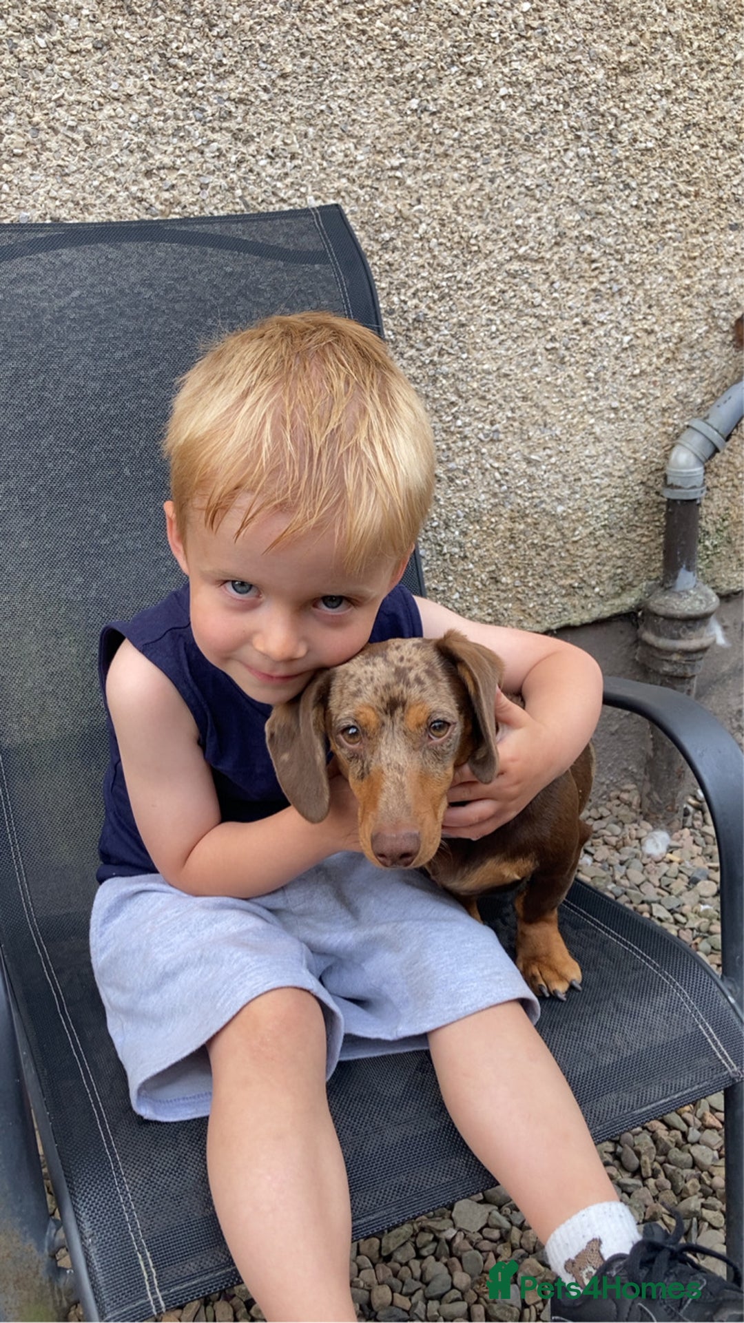 Miniature Dachshund dogs for sale: 7 month old female miniature daschund - Image 3