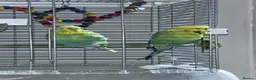 Budgerigars birds for sale: Budgies x 2 with cage - Advert 6