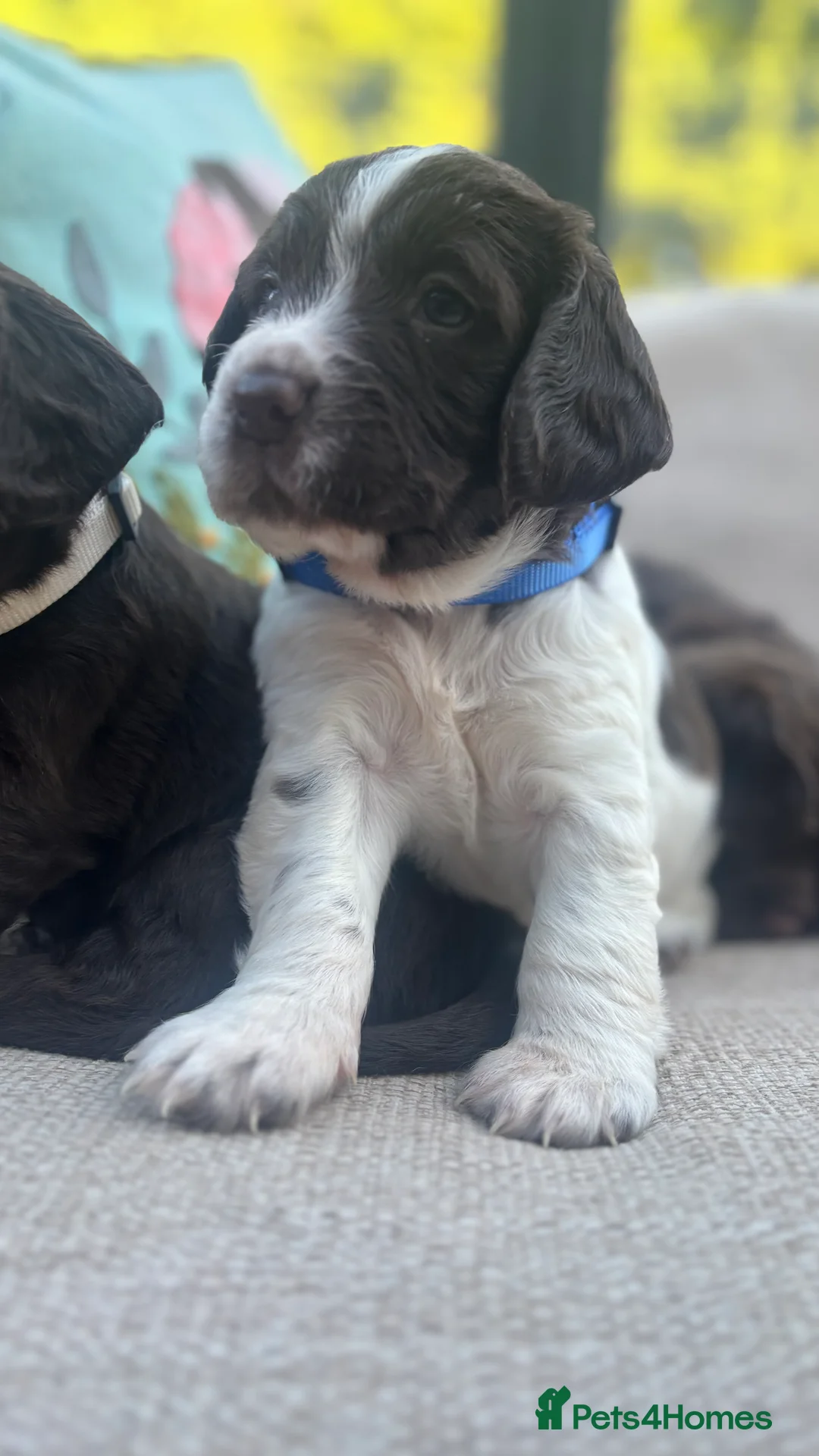 Sprocker dogs for sale: Chocolate and white Sprocker Puppies - Advert 10