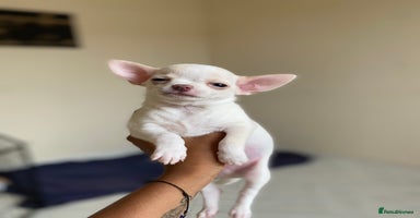 Chihuahua dogs - Advert 4