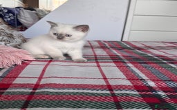 British Shorthair cats for sale: All have an new home  ❤️‍🔥💝  - Image 9