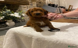 Irish Doodle dogs for sale: Stunning litter of mini Irish Doodles - Image 8