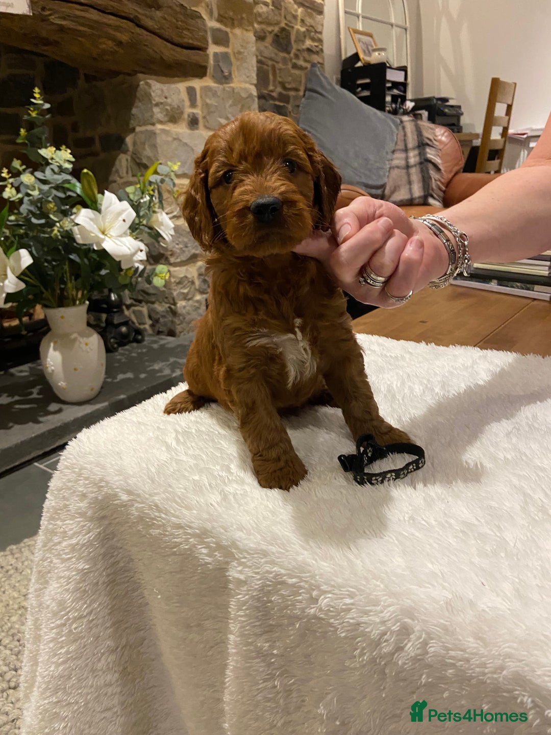 Irish Doodle dogs for sale: Stunning litter of mini Irish Doodles - Image 8