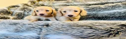 Miniature Dachshund dogs for sale: Cream Long Haired - Advert 4