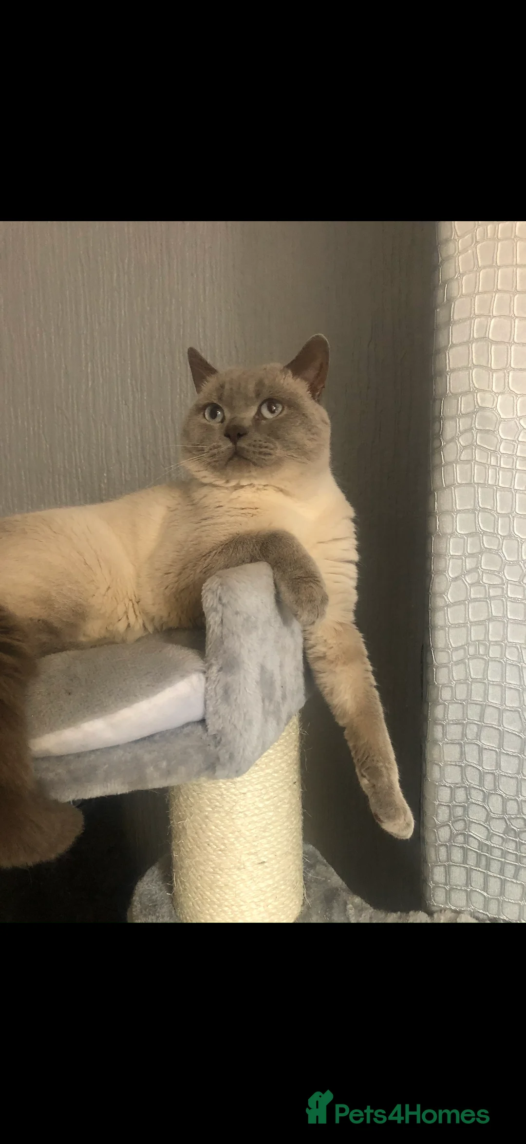 Mixed Breed cats for sale: Scottish fold x bsh  - Advert 5