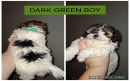 Shorkie dogs for sale: Shorkie puppies  - Image 5