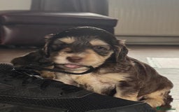 Cockapoo dogs for sale: Adorable F1 Cockerpoo puppies - Image 3