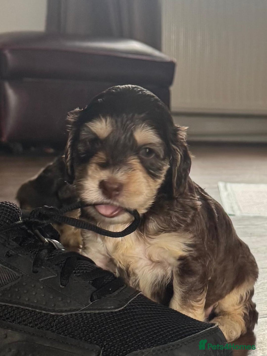 Cockapoo dogs for sale: Adorable F1 Cockerpoo puppies - Image 3