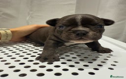 French Bulldog dogs for sale: French Bulldog Puppies – Beautiful and Home-Raised - Image 15