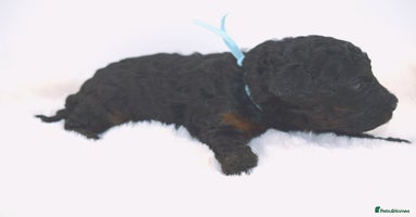 Cavapoo dogs - Advert 9