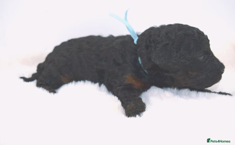 Cavapoo dogs - Advert 4