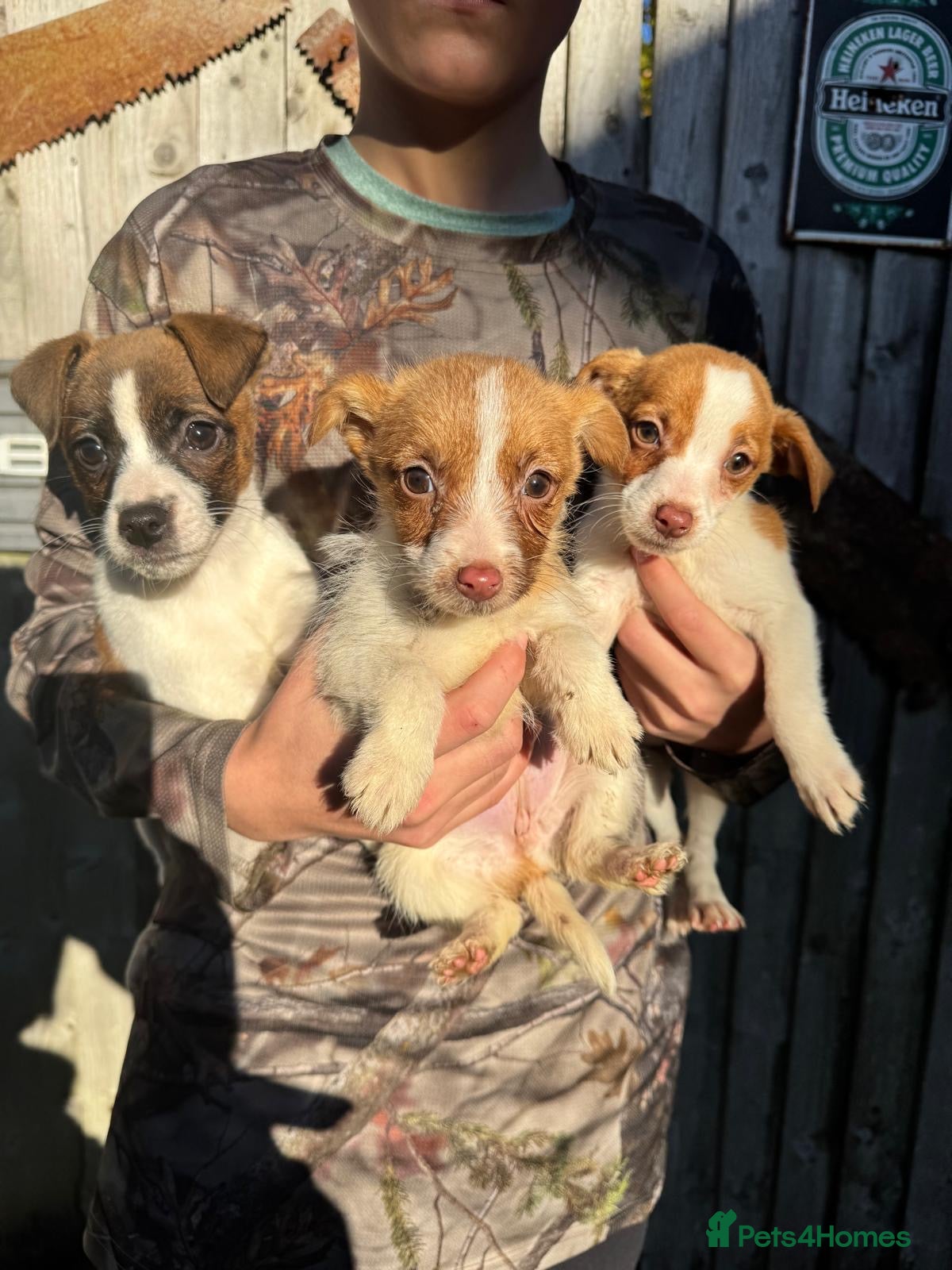 Jack Russell dogs Jack Russell terriers  - Advert 15