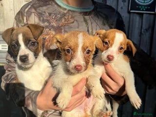 Jack Russell dogs Jack Russell terriers - Advert 10