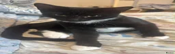 British Shorthair cats for sale: 2 Black and White Kittens - Advert 7