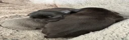 Staffordshire Bull Terrier dogs for sale: Stunning staffy puppies in Redditch - Advert 17