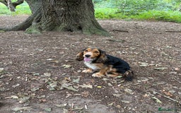 Cocker Spaniel dogs for sale: Outstanding FN clear kc reg cocker spaniel puppies - Image 24