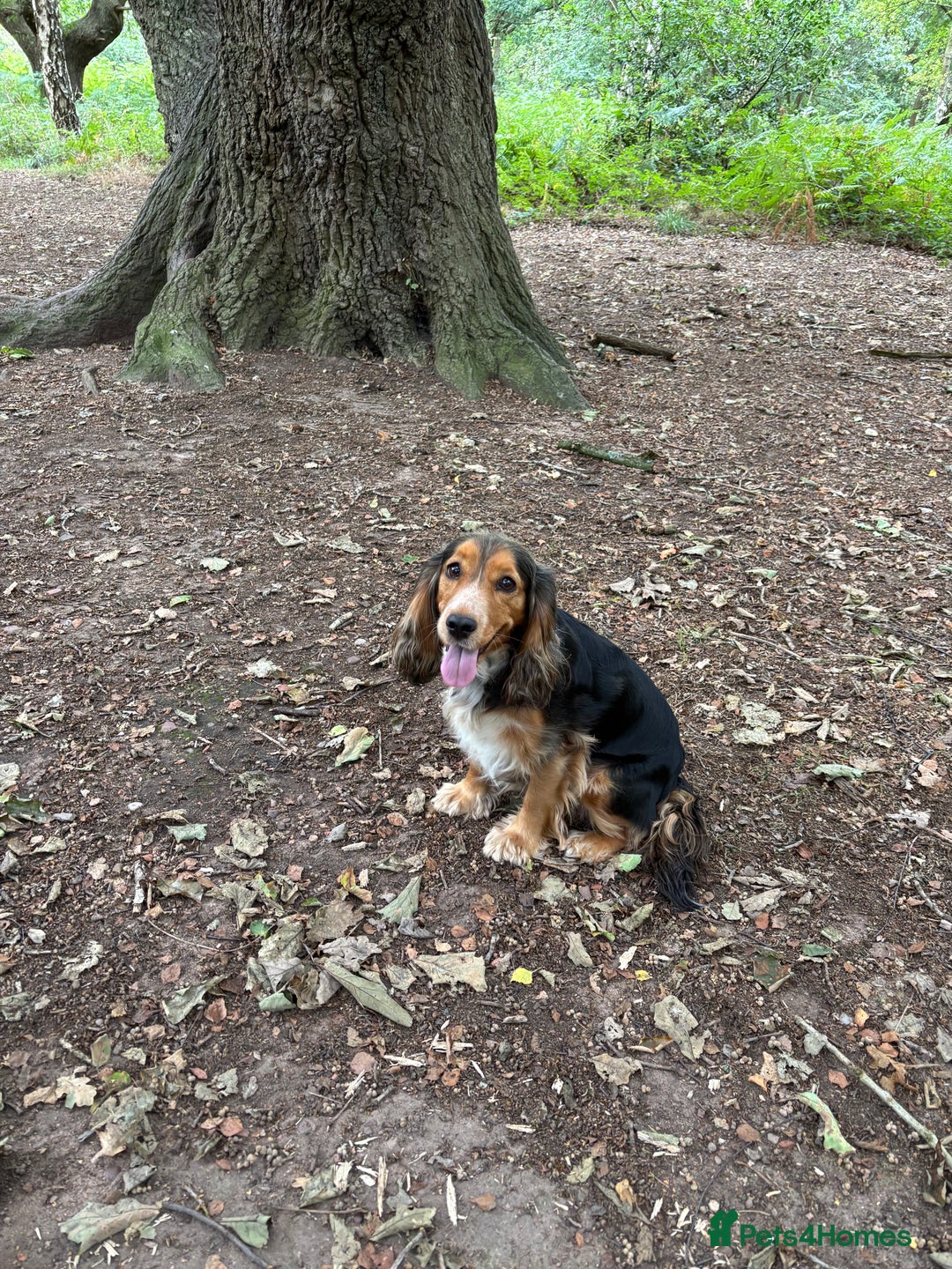 Cocker Spaniel dogs for sale: Outstanding FN clear kc reg cocker spaniel puppies - Image 24