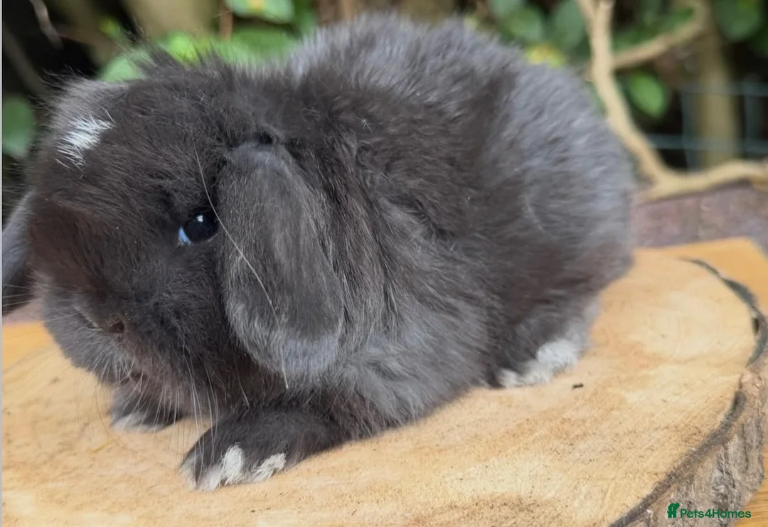 Mini Lop rabbits for sale: mother and daughter mini lop pair - Advert 2