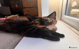 Mixed Breed cats for sale: Rascal - Image 2