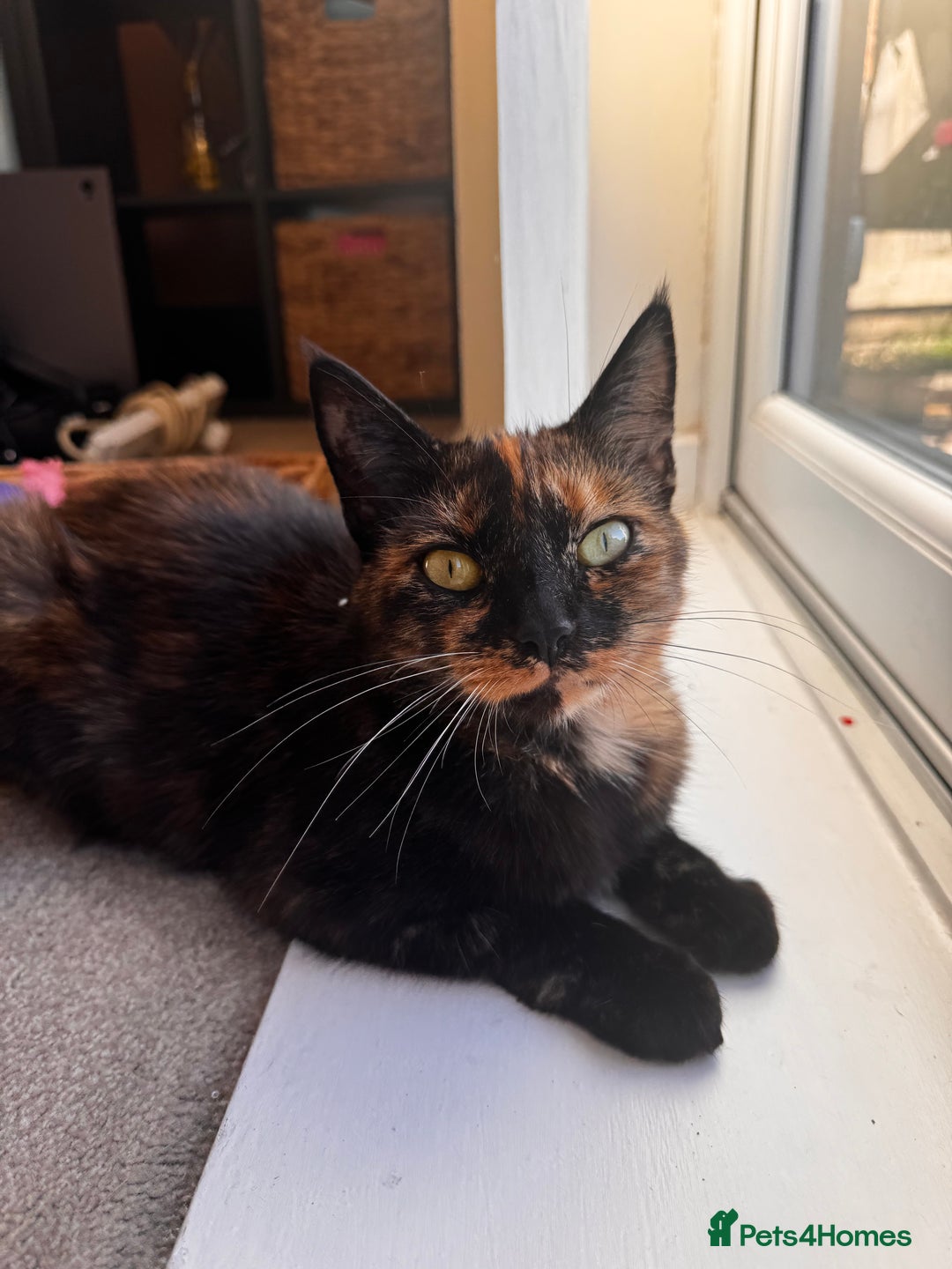Mixed Breed cats for sale: Rascal - Image 2