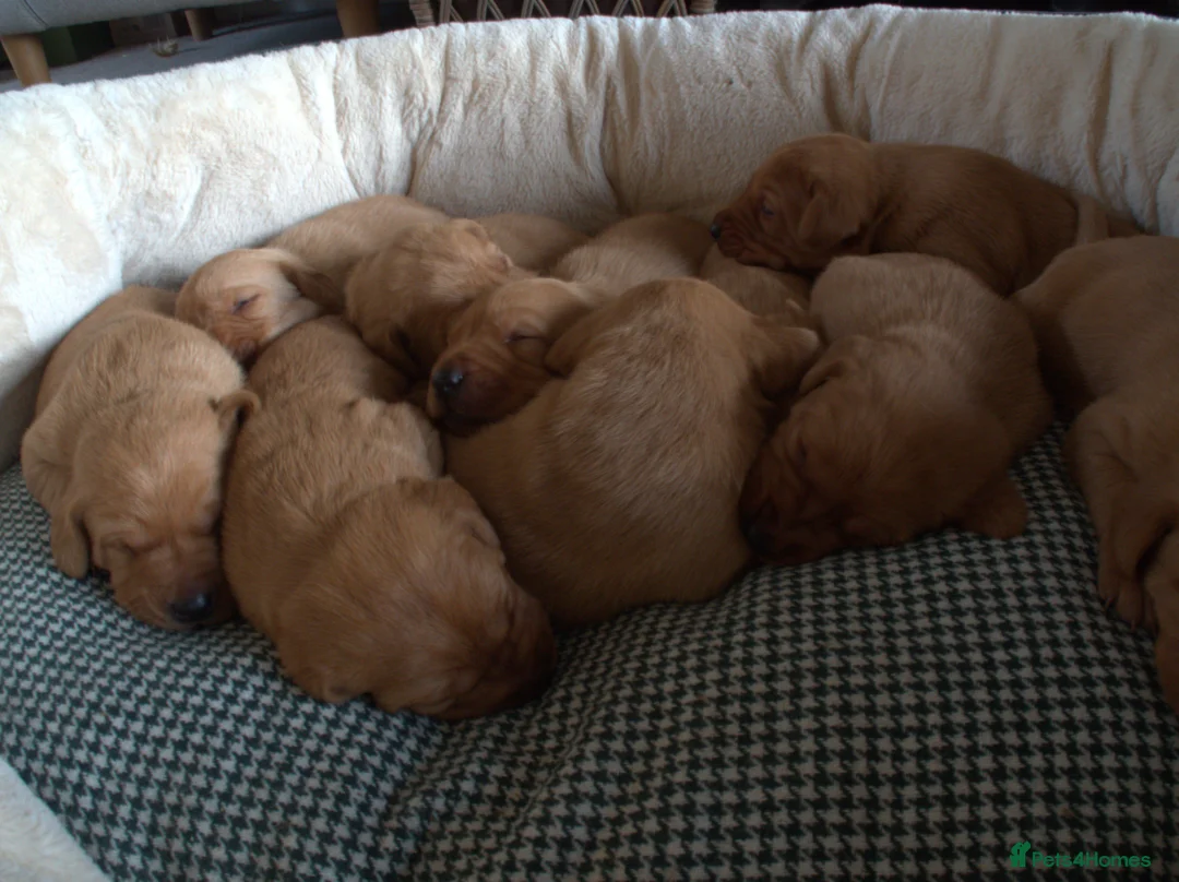 Labrador Retriever dogs for sale: Red Labrador Puppies - Advert 9