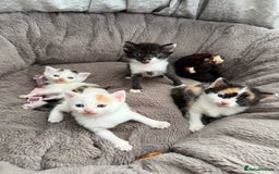 Mixed Breed cats for sale: Half Sphynx  - Image 4