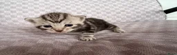 Bengal cats for sale: Grey tabby/bengal - Advert 14