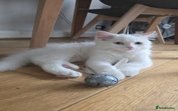 Persian cats for sale: Pure white long hair persian male kitten - Image 3