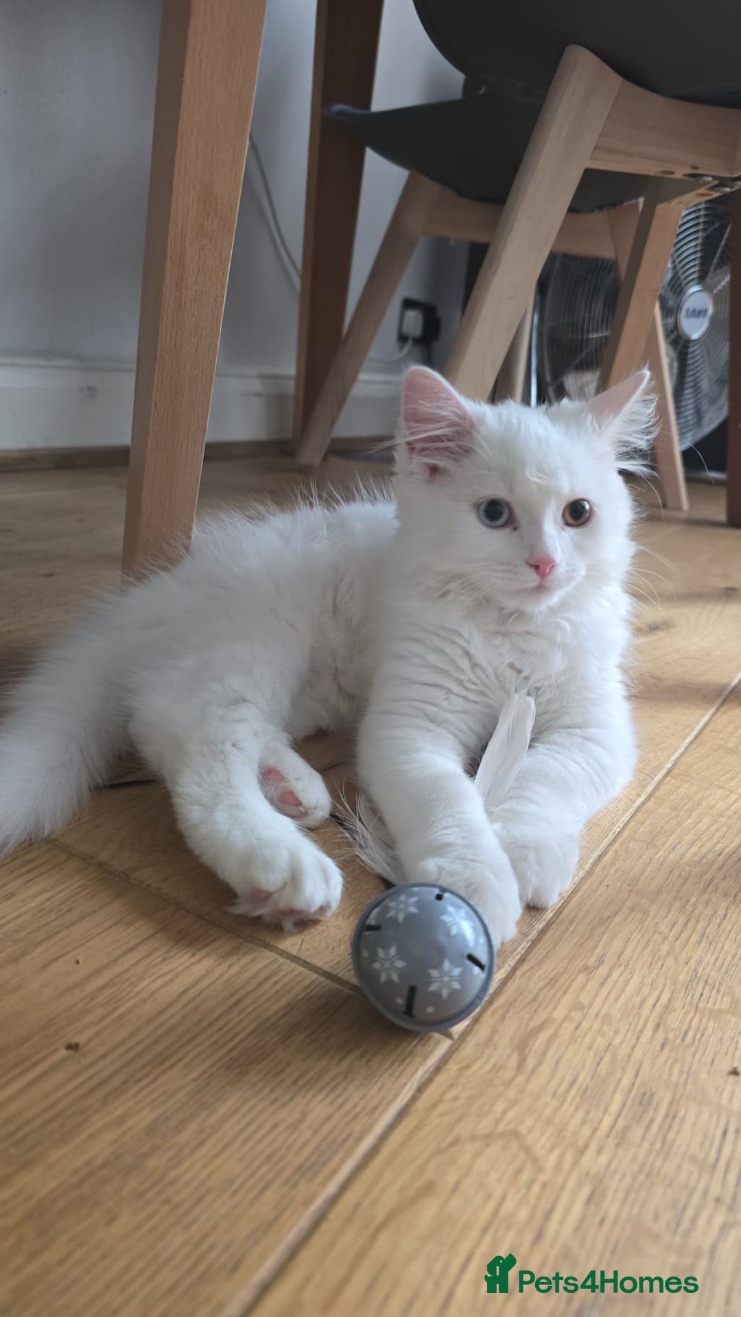 Persian cats for sale: Pure white long hair persian male kitten - Image 3