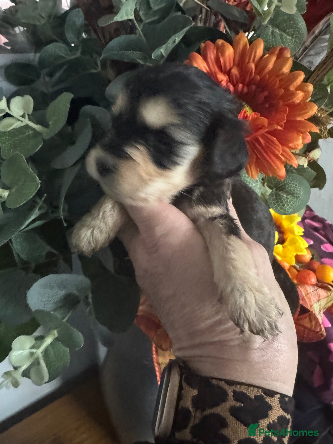 Cockapoo dogs for sale: FI STUNNING SHOW COCKERPOO PUPS  - Image 8