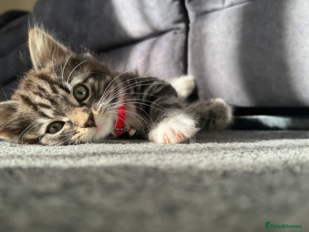 British Longhair cats for sale: Beautiful fluffy boy kitten - Advert 4