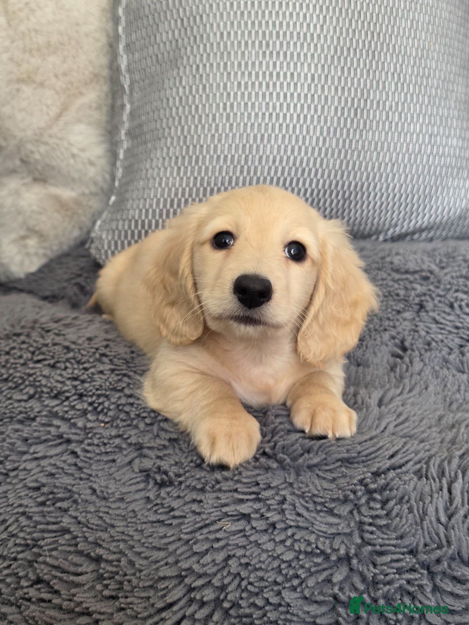 Miniature Dachshund dogs Cream Miniature long-haired  - Advert 11