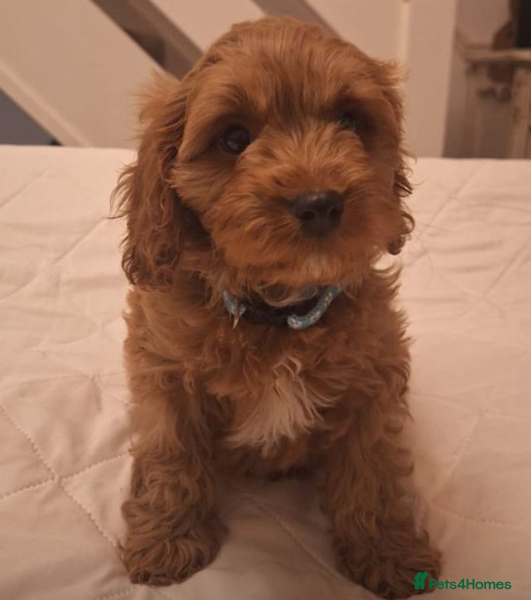Cavapoo dogs for sale: Beautiful F1 Cavapoos - Advert 5